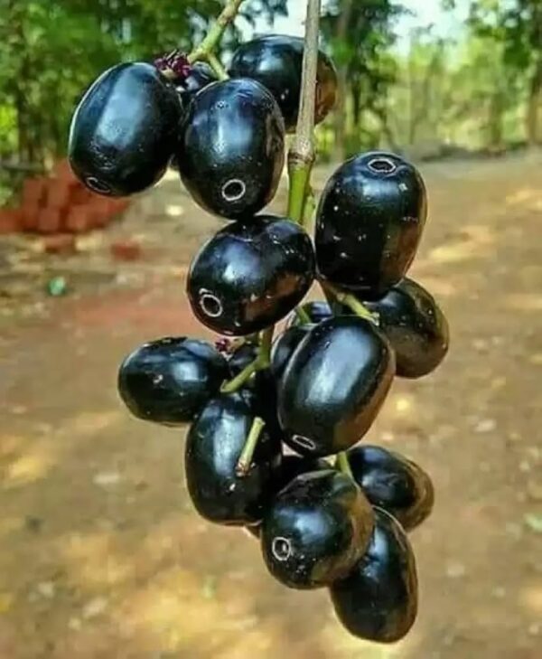 Jamun Indian Blackberry - Image 3