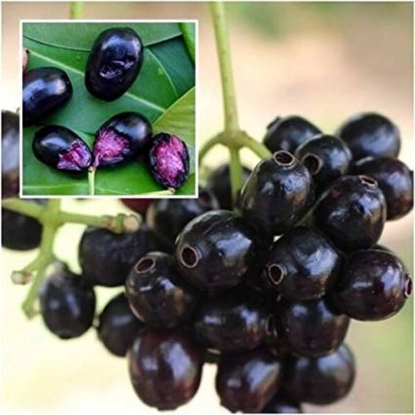 Jamun Indian Blackberry - Image 2