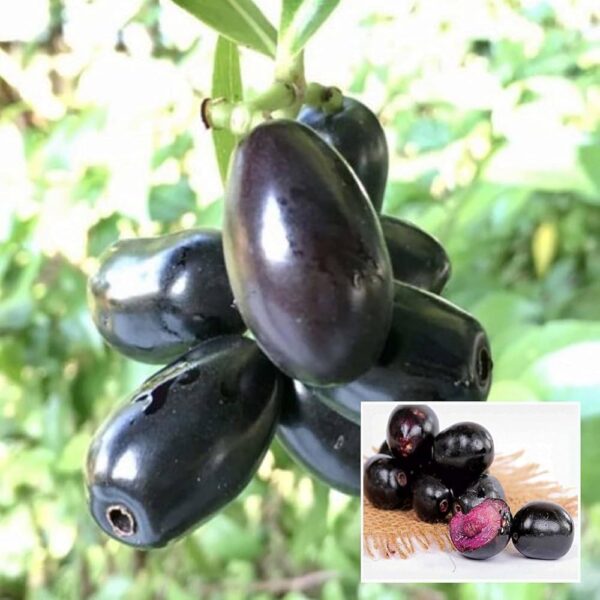 Jamun Indian Blackberry